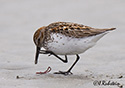 Calidris mauri